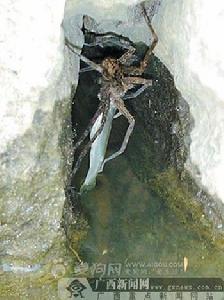 秀溪盜蛛價值高