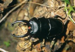 鬼艷鍬形蟲 鬼艷鍬形蟲