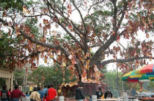 林村許願樹 林村許願樹