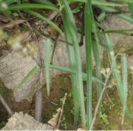 細竹蒿草 細竹蒿草