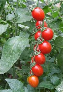 櫻桃卷葉病毒 櫻桃卷葉病毒