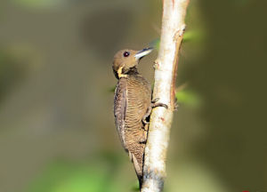 黃頸斑啄木鳥 黃頸斑啄木鳥