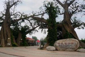 保定市植物園 保定市植物園