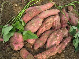 康平地瓜 康平地瓜