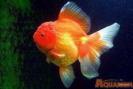 紅白花琉金金魚 紅白花琉金金魚