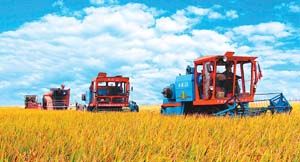 大型商品糧生產基地