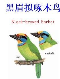 黑眉擬啄木鳥