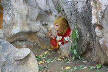 王寶寶[中國內地男演員]