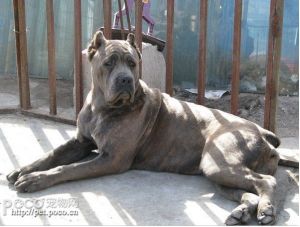 義大利卡斯羅犬