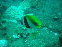 烏面立旗鯛 烏面立旗鯛