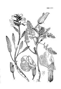 阜萊氏馬先蒿 阜萊氏馬先蒿