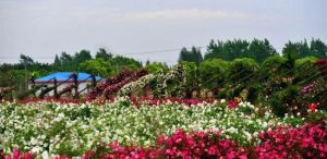 上海香薇玫瑰園 上海香薇玫瑰園