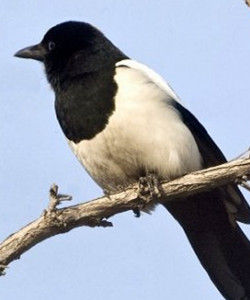 《鵲踏枝》 《鵲踏枝》