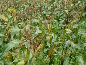 臘八山村（農作物）玉米