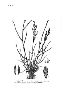 枝花隱子草 枝花隱子草