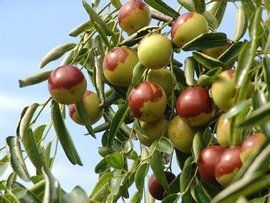 黃驊冬棗 黃驊冬棗