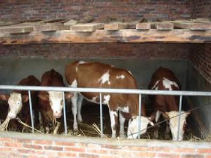 密么村特色產業-肉牛