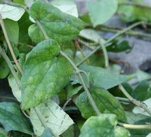 小葉爬崖香 小葉爬崖香