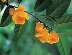 金花茶藥用價值