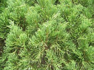 沭陽通苗木龍柏