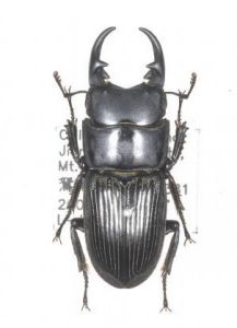 溝紋盾鍬甲 溝紋盾鍬甲