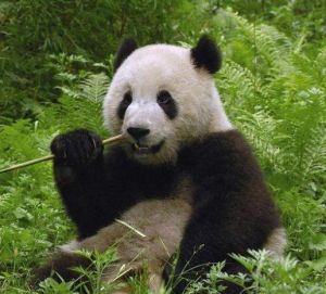 勿角大熊貓自然保護區 勿角大熊貓自然保護區