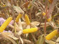 渝單32號 渝單32號