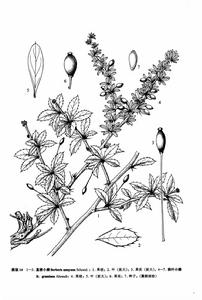 直梗小檗 直梗小檗