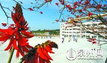 美麗的嘉惠中學刺桐花開