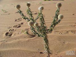 沙漠蒲公英 沙漠蒲公英