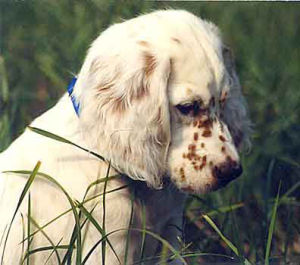 史柔查梗 史柔查梗