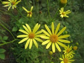 峨眉千里光 峨眉千里光