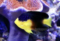 拿克奇神仙 拿克奇神仙