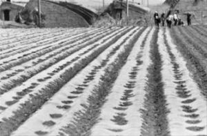 王綱堡鄉 王綱堡鄉