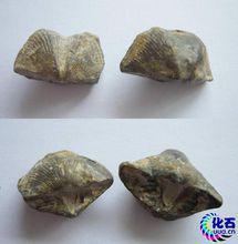 石燕化石