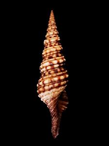 紫端麻斑卷管螺 紫端麻斑卷管螺