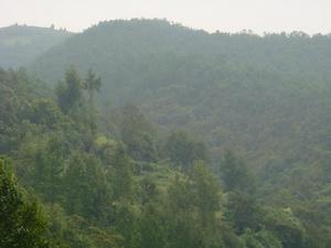 大治租村-山林資源