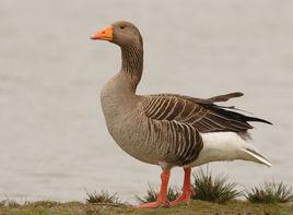 灰雁[鴨科雁屬的一種鳥類]