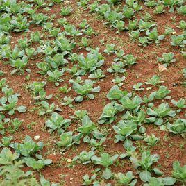 透心紅胡蘿蔔栽培 透心紅胡蘿蔔栽培