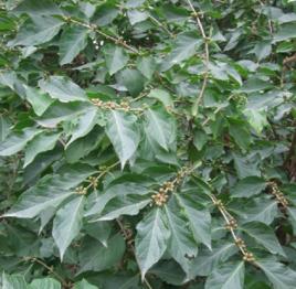 烏蘇里鼠李樹皮 烏蘇里鼠李樹皮