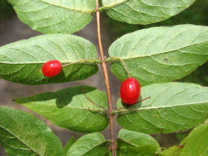 單花忍冬 單花忍冬