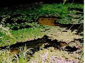 寄生微囊藻 寄生微囊藻