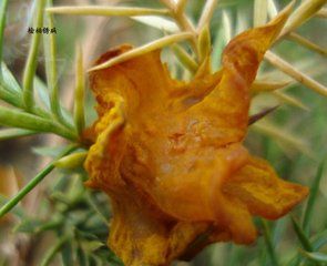 檜柏鏽病 檜柏鏽病