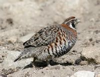高原山鶉 高原山鶉