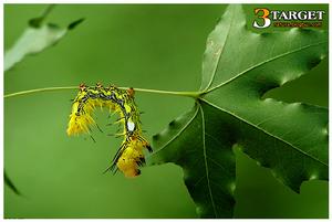 黑蕊尾舟蛾 黑蕊尾舟蛾