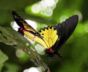 黃翼鳳蝶交尾