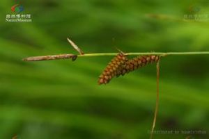 小果囊苔草 小果囊苔草