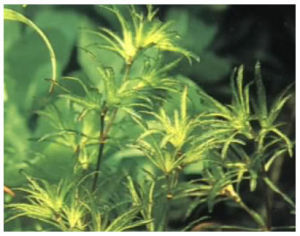 鞭枝藻屬 鞭枝藻屬