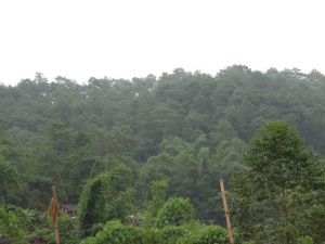 大倉村[雲南省普洱市勐大鎮下轄村]