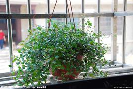 能淨化空氣的花卉